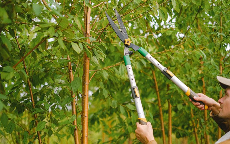 Tree trimming in Lyburn, WV