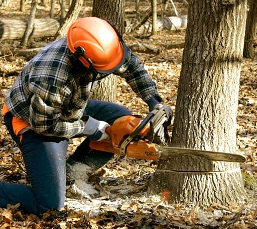 Tree Removal in Lyburn, WV